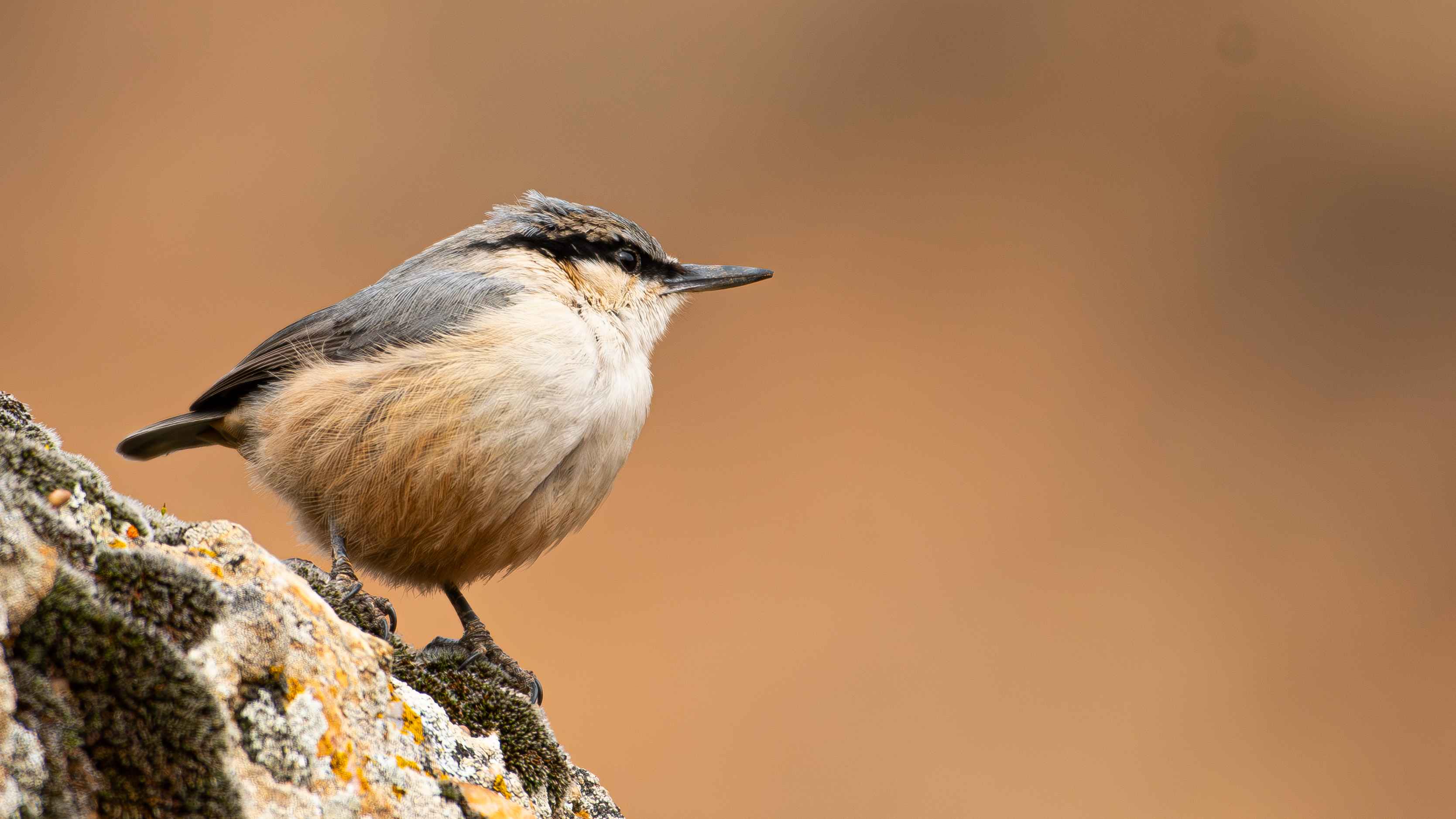 Western Rock Nuthatch